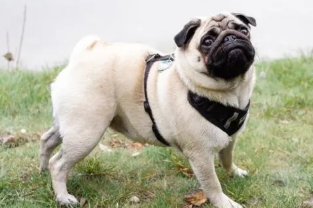 怎么样挑选巴哥犬