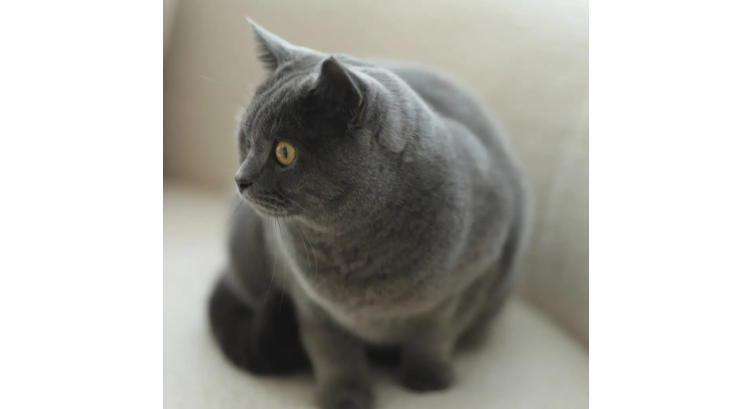 蓝猫算是名贵猫吗