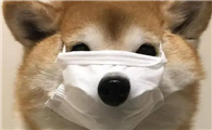 如何让宠物远离新型冠状病毒？这些防护请做到！
