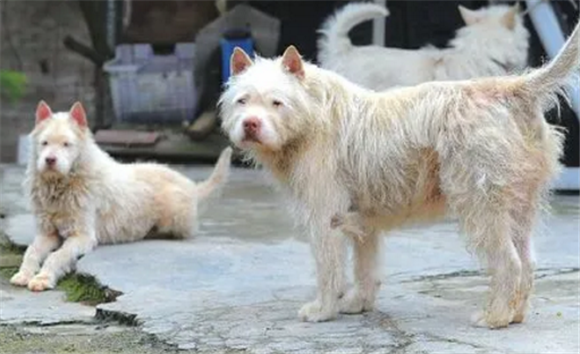 纯种的下司犬长什么样子