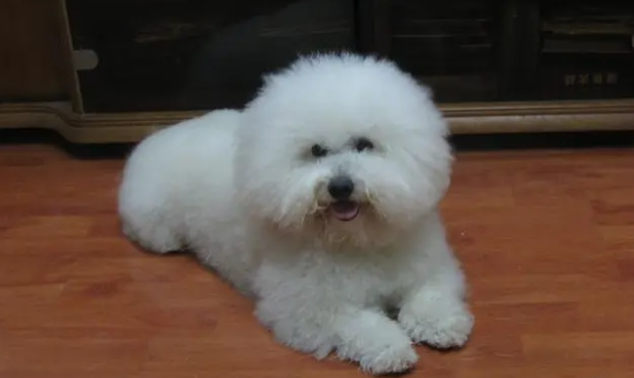 比熊犬洗澡后感冒怎么办?给比熊犬洗澡要注意的问题? 比熊犬洗澡后感冒怎么办?给比熊犬洗澡要注意的问题?