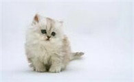 猫咪应激发抖怎么办呀