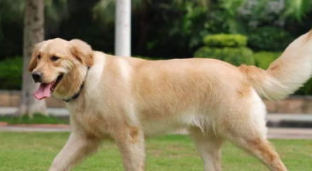 选购金毛寻回犬的方法? 选购金毛寻回犬的方法?