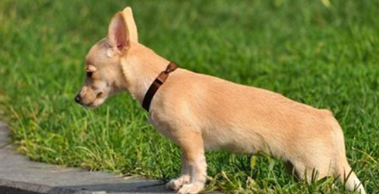 如何防治老年狗便秘？老年犬便秘的防治与治疗。
