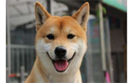 柴犬拆窝怎么办?柴犬窝一般需要多大面积?