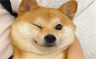 柴犬多大会笑,柴犬笑是什么含义?