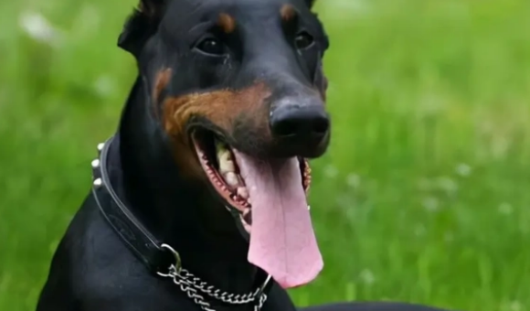 中国禁养杜宾犬吗 中国禁养杜宾犬吗