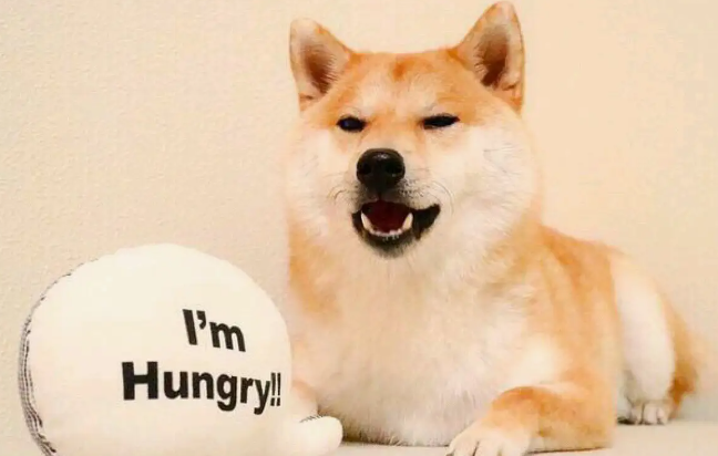 柴犬大便带血,这三件事是引起柴犬大便大血的常见原因? 柴犬大便带血,这三件事是引起柴犬大便大血的常见原因?