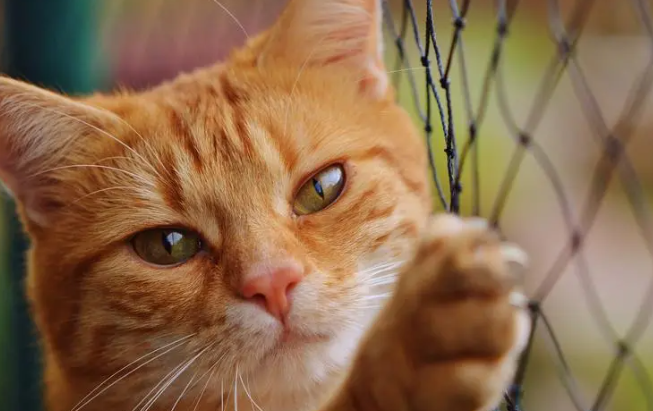猫结石堵住尿道怎么办？看这~