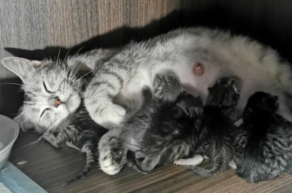猫咪难产生不出来怎么办？