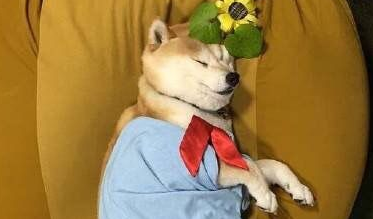 柴犬一天吃多少？一般来说柴犬每天只要吃七分饱