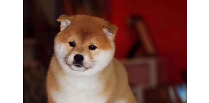 柴犬尾巴下垂,柴犬尾巴下垂的原因? 柴犬尾巴下垂,柴犬尾巴下垂的原因?