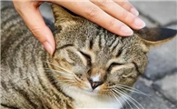 猫咪为什么都喜欢被摸头