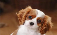 查理士王小猎犬价格多少钱