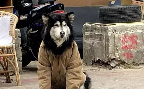 狗太大了拉不住怎么办?大型犬拉不住? 狗太大了拉不住怎么办?大型犬拉不住?