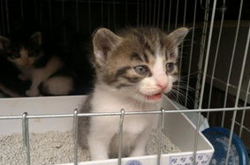 猫咪真菌感染怎么办？怎么解决？