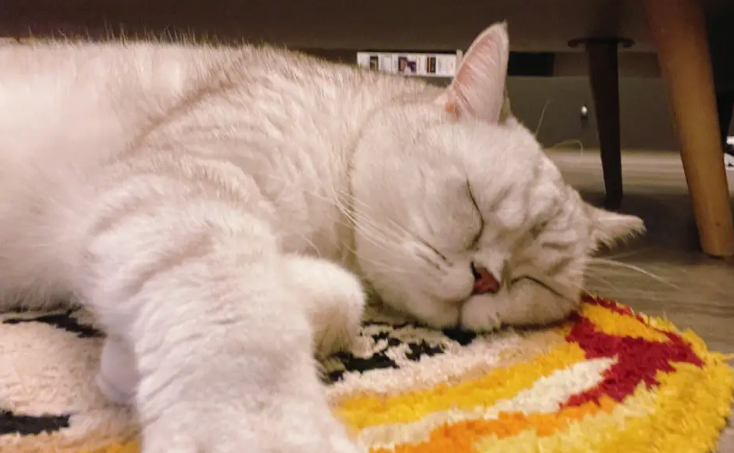 如何训练猫猫在固定的地方睡觉? 如何训练猫猫在固定的地方睡觉?