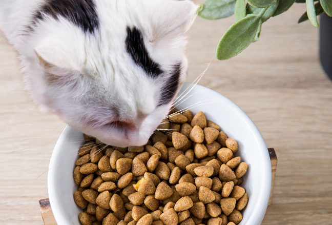 神经猫猫粮好吗