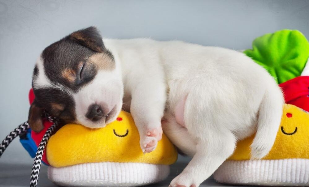 怎样提高宠物犬睡眠品质? 怎样提高宠物犬睡眠品质?