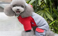 CBBPET狗狗衣服怎么样