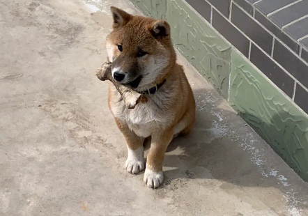 柴犬的饲养方法,饲养柴犬有哪些需要注意的? 柴犬的饲养方法,饲养柴犬有哪些需要注意的?