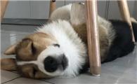 为什么狗狗喜欢趴在椅子下