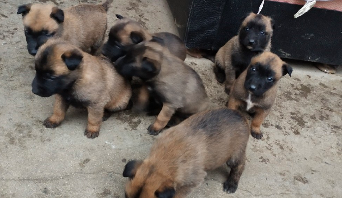 小马犬怎么分辨纯不纯