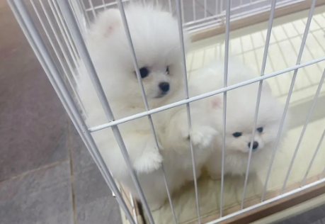 育宠匠犬舍怎么样