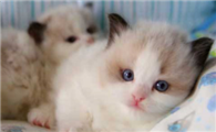 布偶猫一个月吃几斤猫粮?布偶猫吃什么好?