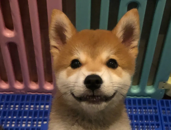 柴犬小时候毛色？柴犬原来有这么多颜色！