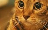 猫便血,精神很好怎么办?