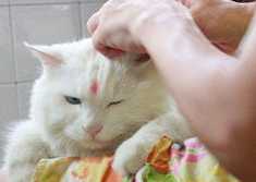 你们说，猫猫耳朵痒怎么办？