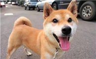 柴犬毛长吗？柴犬虽然毛不长但是掉毛也十分厉害