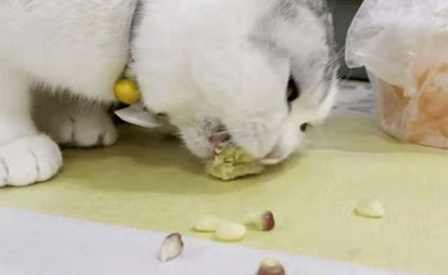 萌宠小知识：猫吃玉米吐了怎么办？