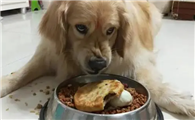 为什么狗狗有藏食行为
