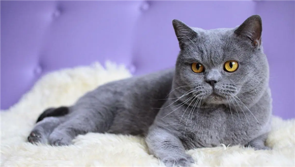哪里有正规蓝猫英短猫舍