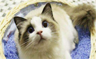 布偶猫双色是什么意思？布偶猫双色原来指的是这个！