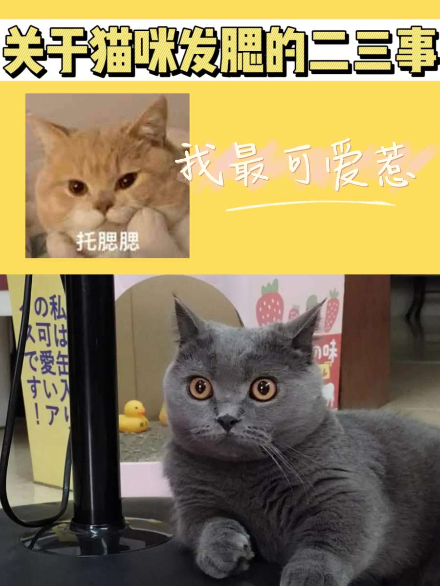 关于猫咪发腮的二三事！铲屎官注意啦	~
