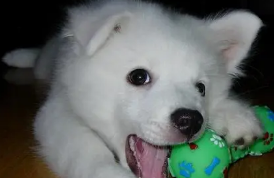 银狐犬咬人是怎么回事