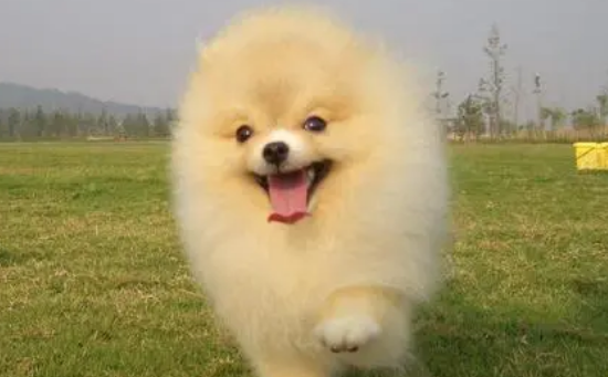 AGEPET超流行的剪头发造型让博美一秒变柴犬! AGEPET超流行的剪头发造型让博美一秒变柴犬!