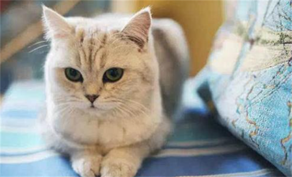 母猫很排斥公猫怎么办? 母猫很排斥公猫怎么办?