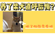 柴犬明明超可爱，为什么主人直呼“后悔”？
