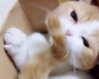 被丢在箱子里的橘猫 执着的吃着自己的尾巴 被丢在箱子里的橘猫 执着的吃着自己的尾巴