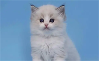 布偶猫满背什么意思 满背的布偶猫好吗