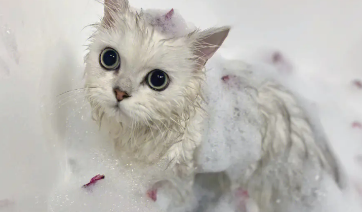 茂源宠物猫沐浴露怎么样