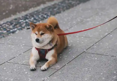 柴犬怎么训练大小便