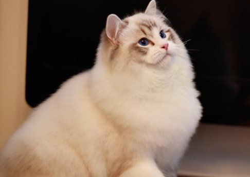 布偶猫养殖室温，养殖布偶猫的最佳温度你知道吗？