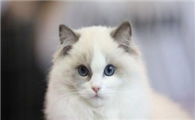 布偶猫只吃猫粮可以吗？布偶猫吃猫粮还有这样的讲究