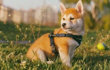 柴犬一直抓痒 柴犬抓痒这样做最好 柴犬一直抓痒 柴犬抓痒这样做最好