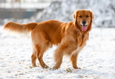金毛的窝要怎么样清理？
